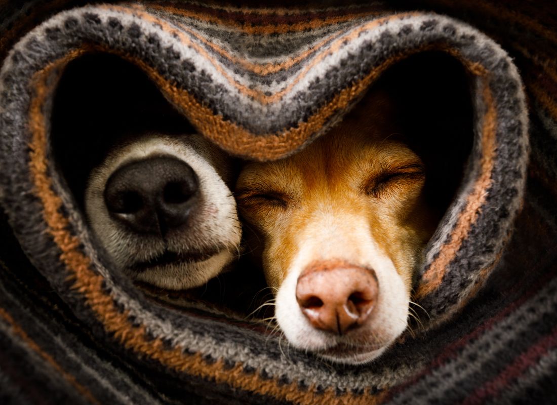 Keeping Your Dog Healthy Through Autumn & Winter - NutriPaw