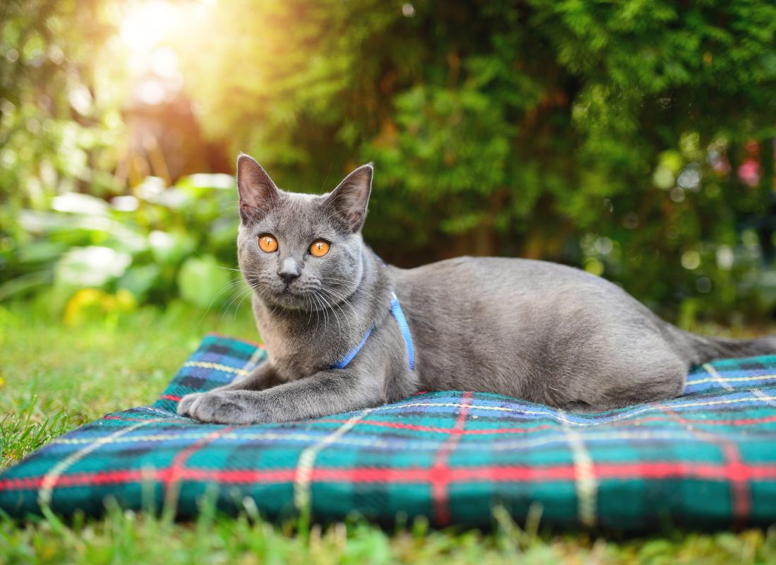 Make Summer Great: 13 Cat-Friendly Tips - NutriPaw