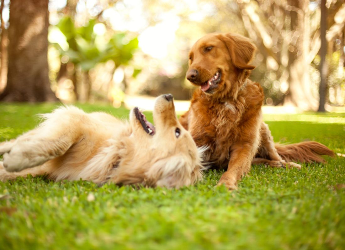 Make Summer Great: 13 Dog-Friendly Tips - NutriPaw
