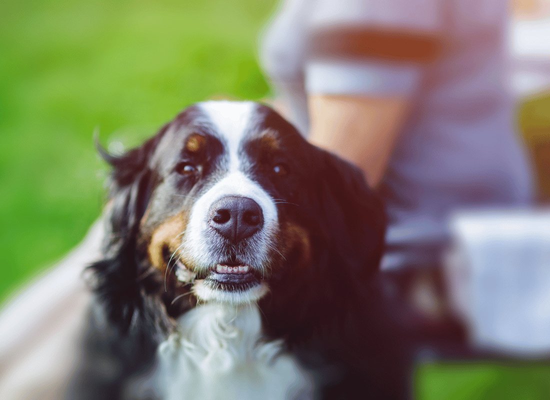 Managing Mobility Issues and Cognitive Decline in Senior Dogs: Promoting Comfort and Quality of Life - NutriPaw