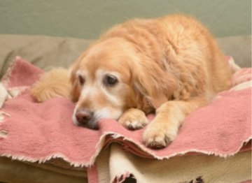 Must Have Support For Ageing Dogs - NutriPaw