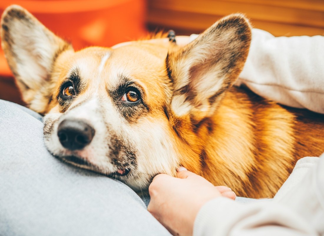 Natural Pain Relief for dogs - NutriPaw