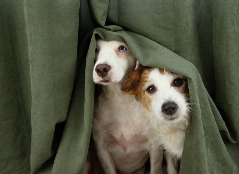 Nature vs Nurture: Why Are Some Dogs Scared of Fireworks? - NutriPaw