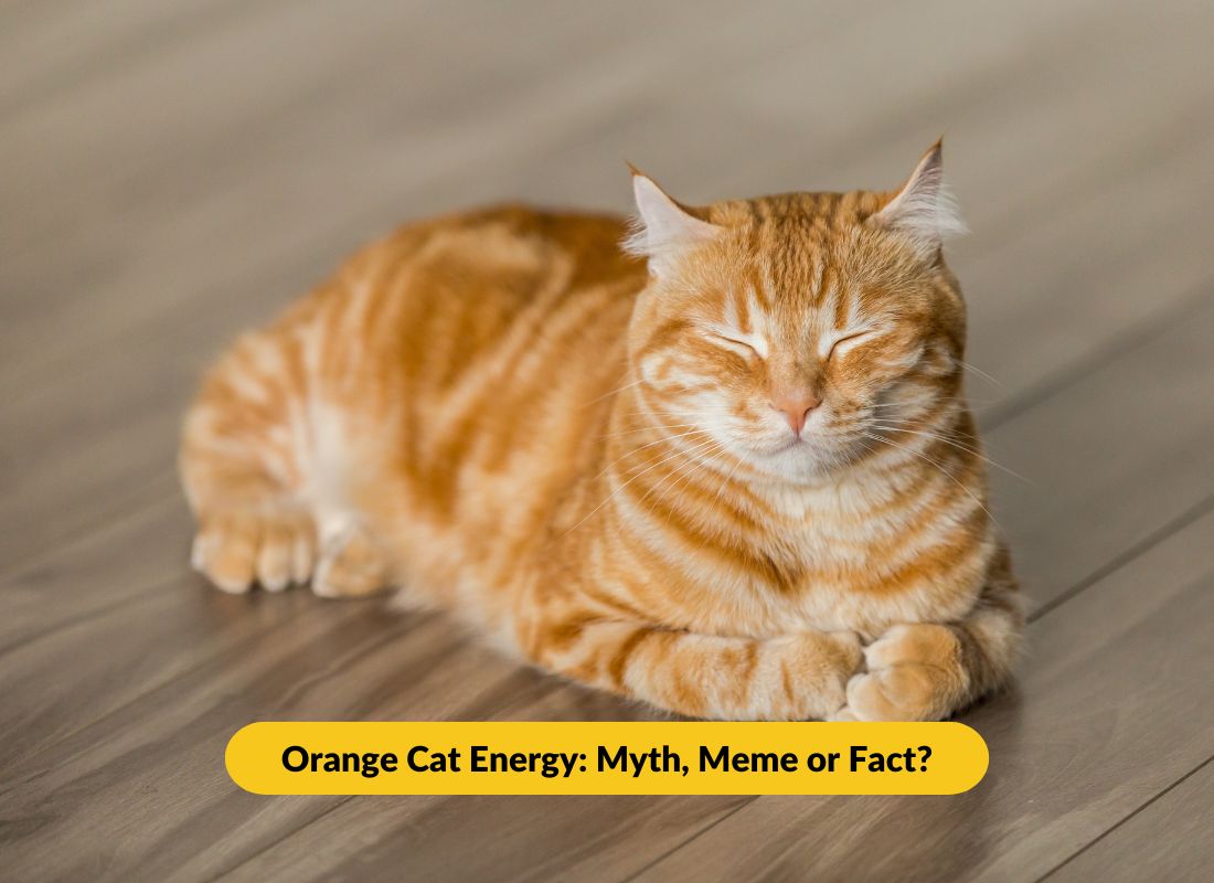 Orange Cat Energy: Myth, Meme or Fact? - NutriPaw
