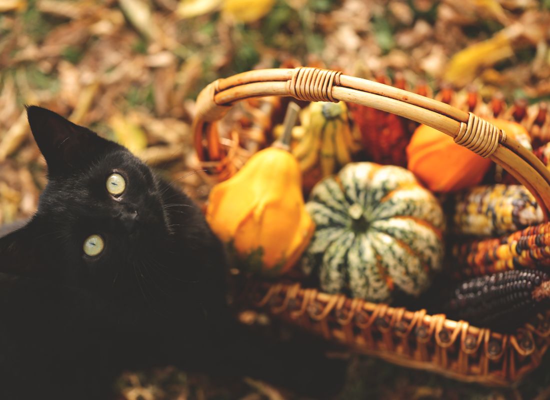 Pumpkin for Cats: A Nutrient-Packed Addition to Support Their Health - NutriPaw