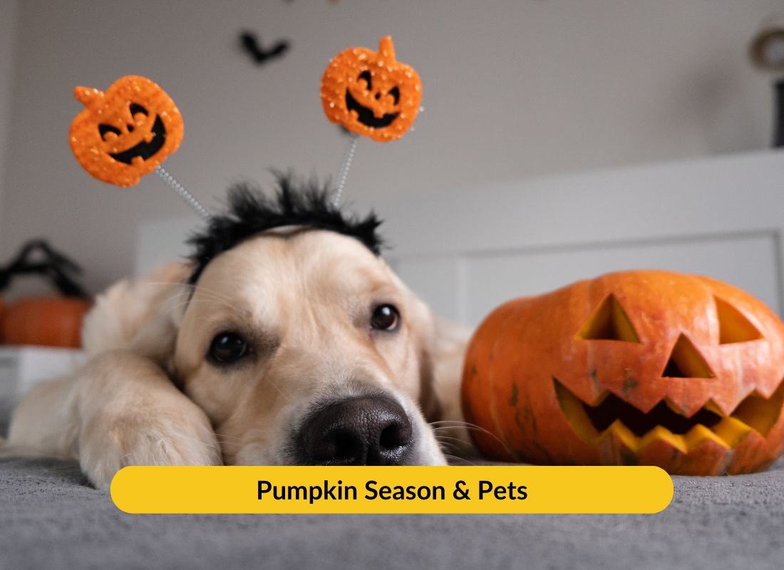 Pumpkin Season & Pets - NutriPaw