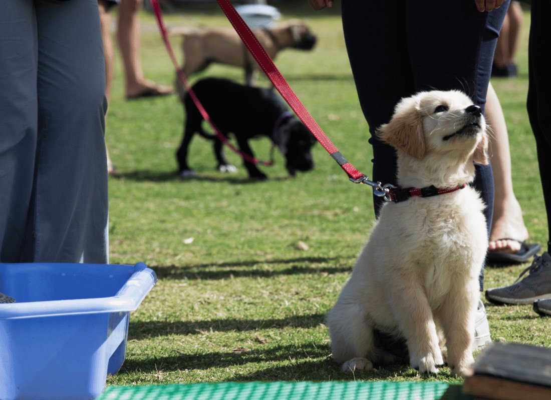 Puppy Temperament Testing: Why It Matters and How to Do It - NutriPaw
