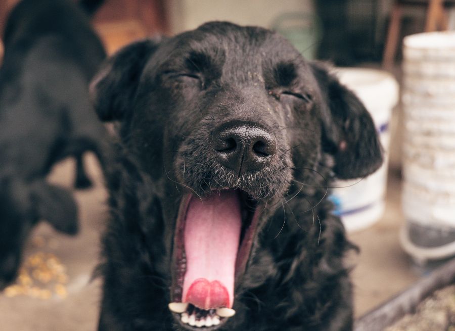 Should Dogs Have "Dog Breath"? - NutriPaw
