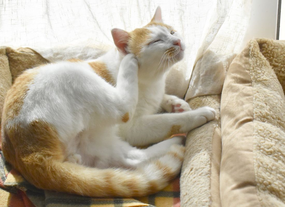 Signs Your Cat May Have Allergies and How to Manage Them - NutriPaw