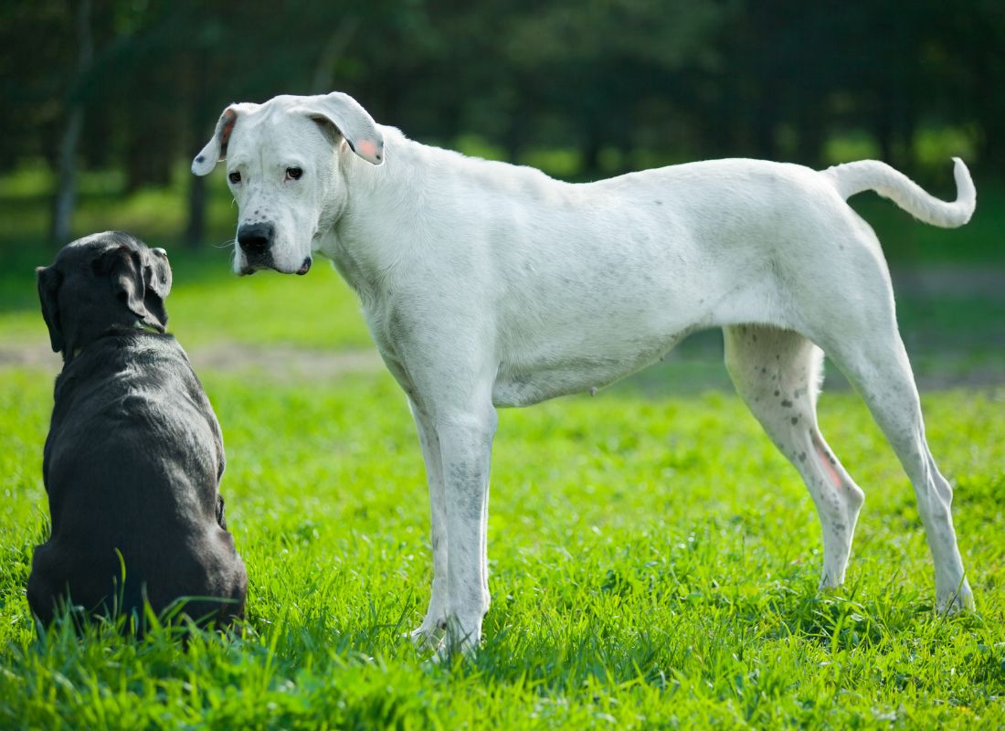 Small Dog or Large? The Pros and Cons - NutriPaw