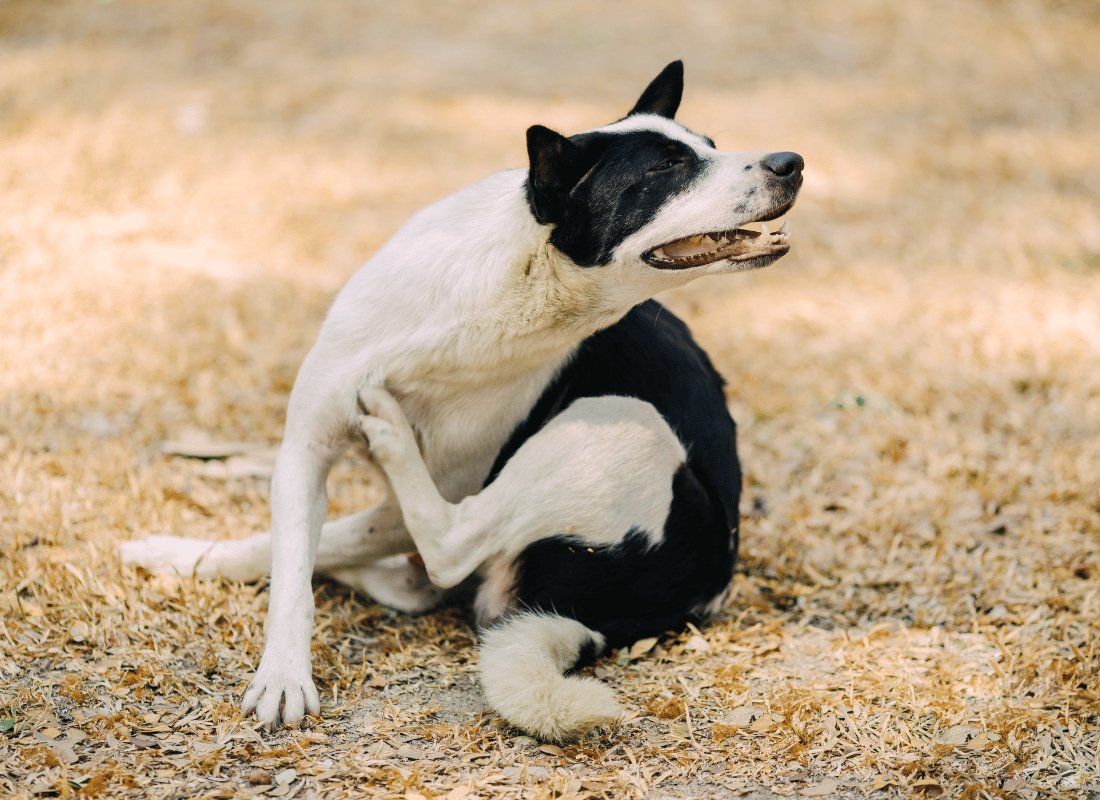 Spring into Action: A Natural Approach to Flea and Tick Control for Your Dog - NutriPaw