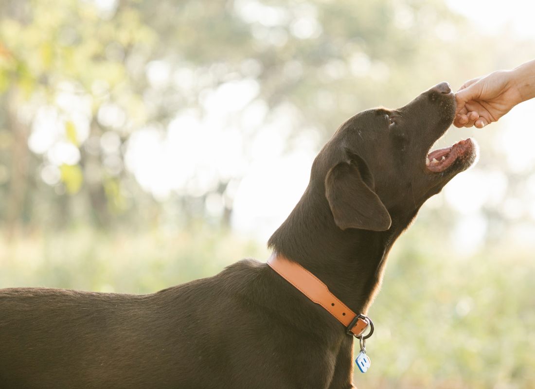 Spring into Health: Seasonal UK Produce Your Dog Can Enjoy - NutriPaw