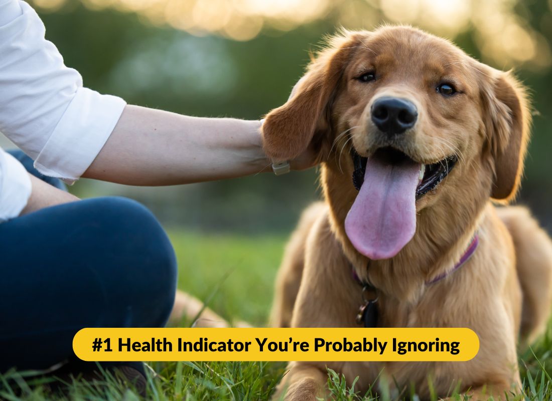 The #1 Health Indicator You’re Probably Ignoring - NutriPaw