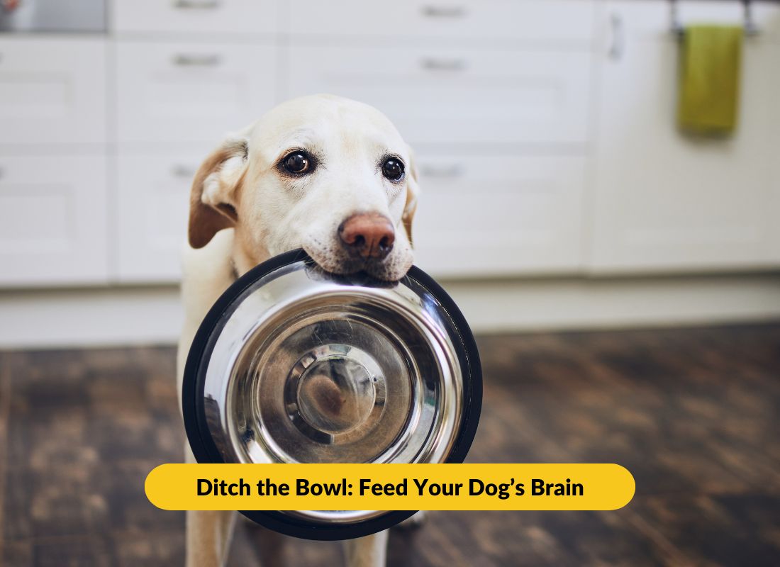 The #1 Thing in Your Kitchen That’s Harming Your Dog’s Brain - NutriPaw