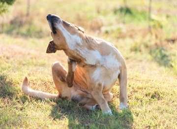 The Complete Guide to Seasonal Itches for Your Dog - NutriPaw