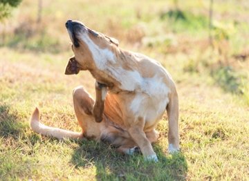 The Complete Guide to Seasonal Itches for Your Dog - NutriPaw