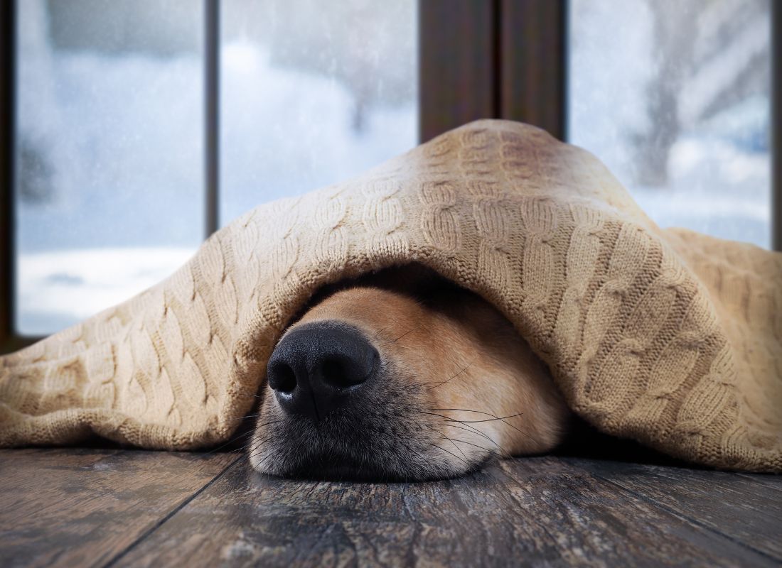 The One Thing Your Dog Needs to Stay Healthy This Winter - NutriPaw