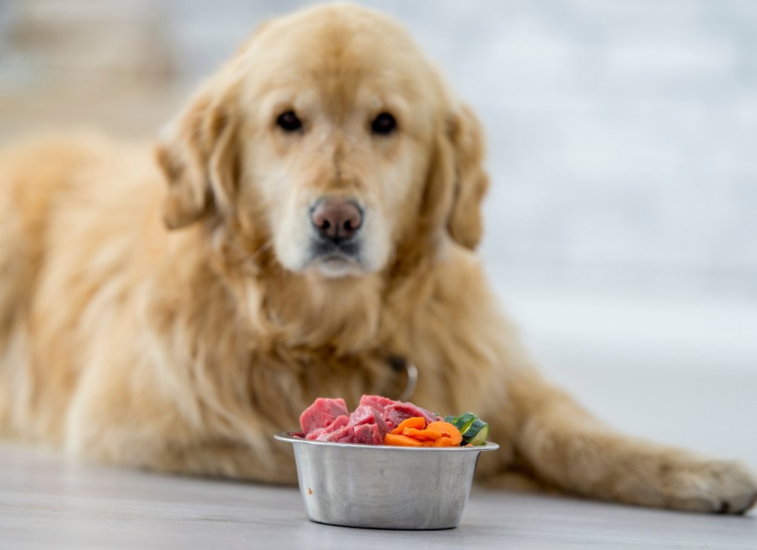 The Raw Diet - Is it really the best thing for all dogs? - NutriPaw