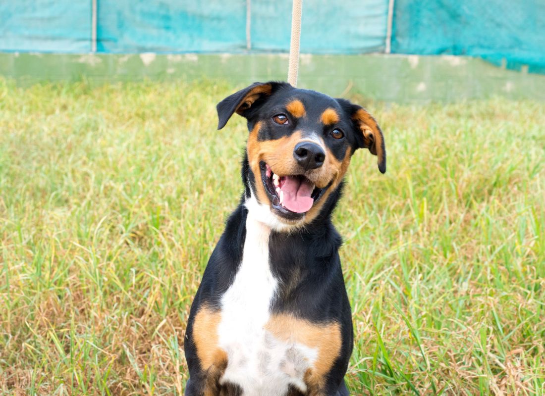 The Secret to a Longer, Happier Life for Your Dog: Why Breed Matters - NutriPaw