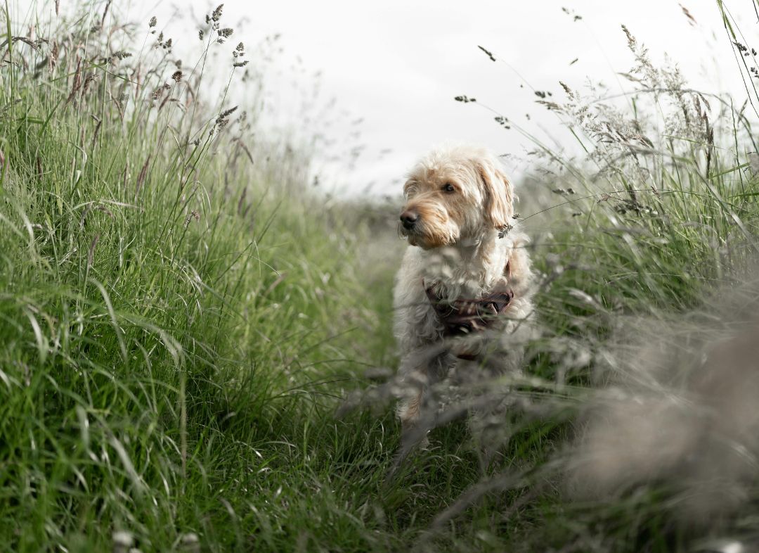 The Summer Danger Hiding in Tall Grass - NutriPaw