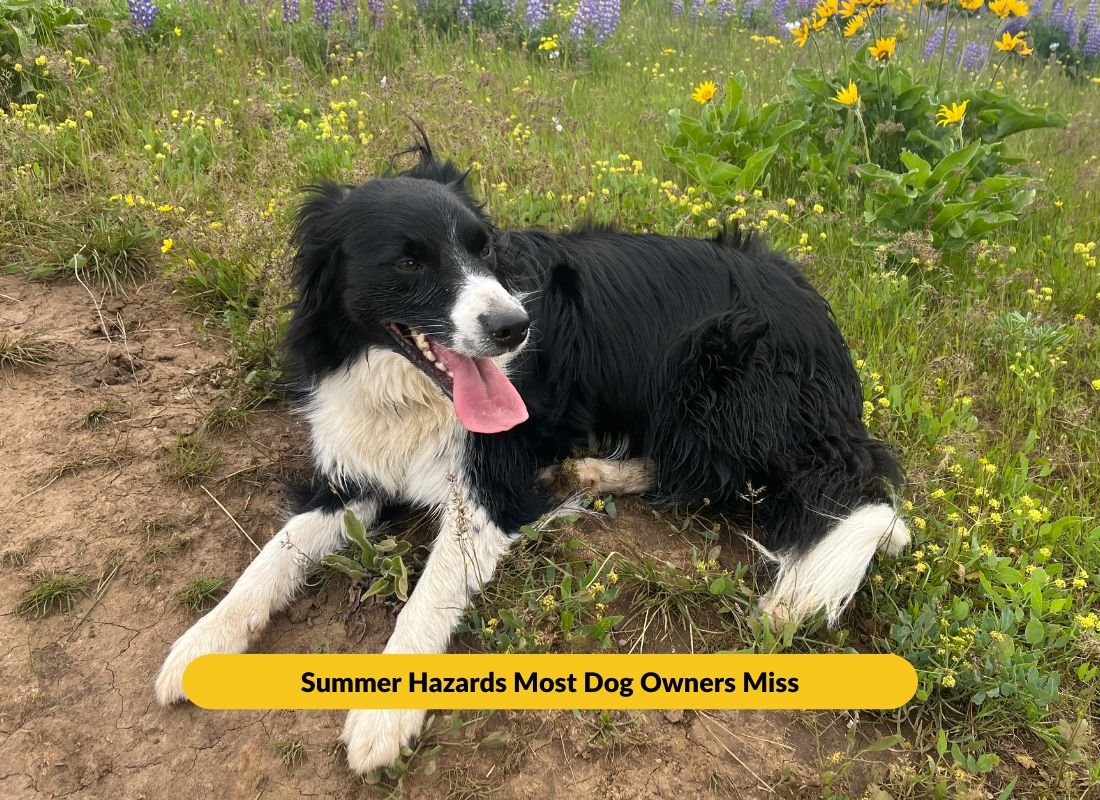 The Summer Hazards Most Dog Owners Miss - NutriPaw