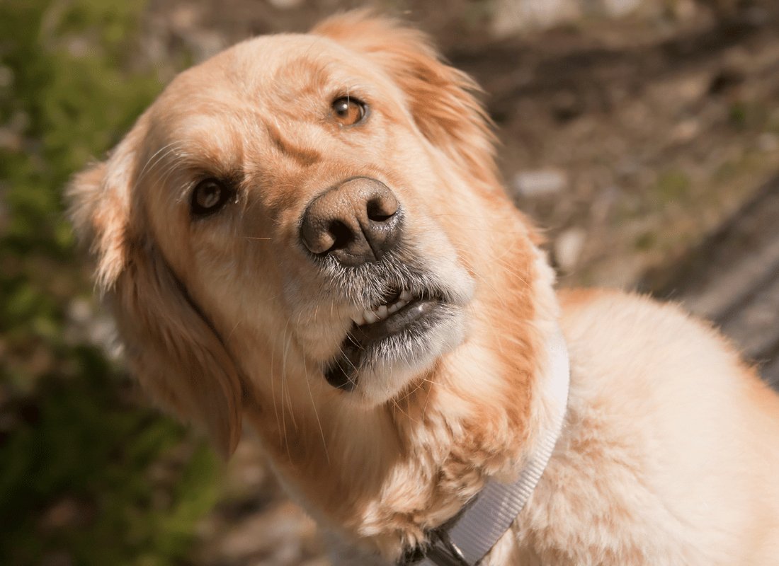 The truth about Garlic for dogs - NutriPaw
