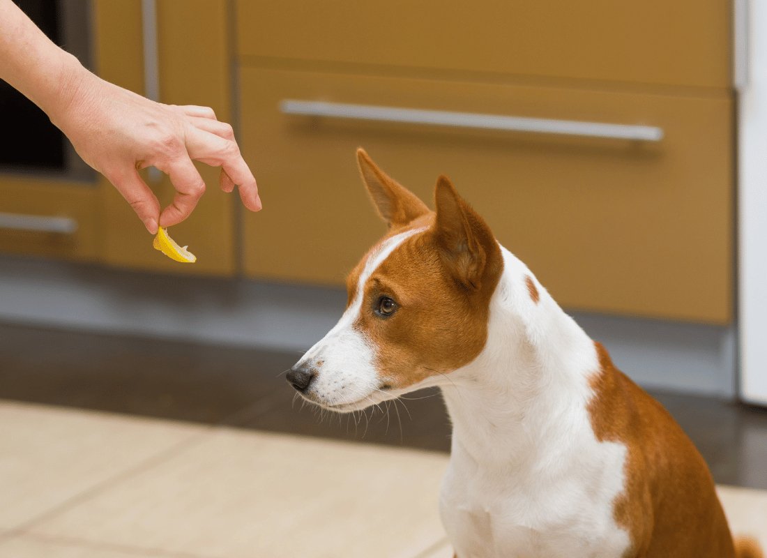 Top 10 Human Foods for Dogs: The Good, the Bad, and the Unexpected - NutriPaw