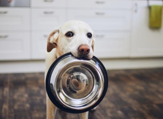 Top 3 Best and Worst Foods For Dogs - NutriPaw