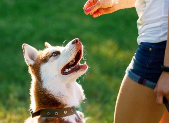 Top 5 Puppy Training Tips - NutriPaw