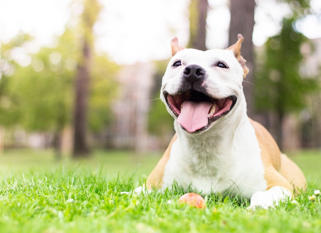 Understanding Dog Behaviours - NutriPaw