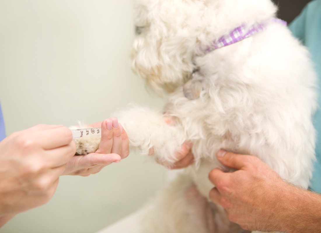 Understanding Dog Titer Tests - NutriPaw