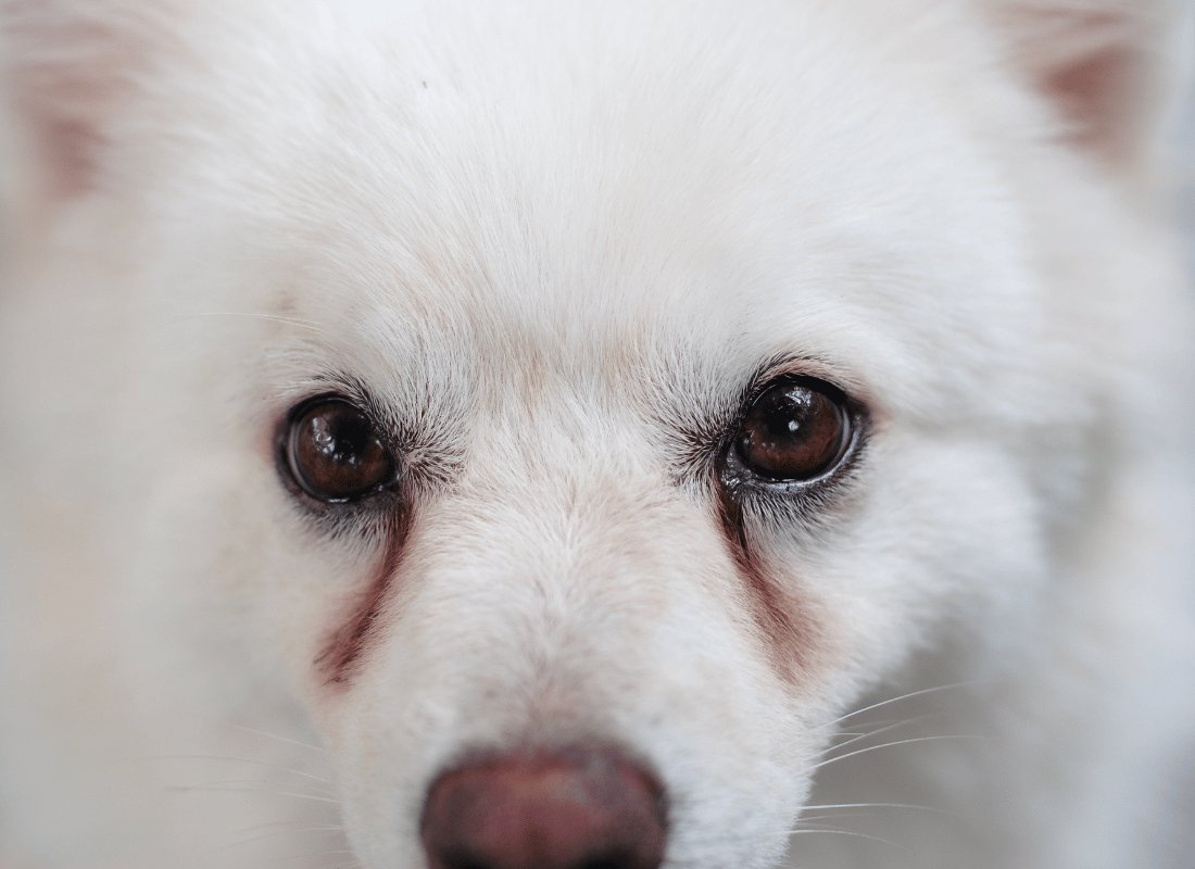 Understanding Tear Staining in Dogs: Causes and Solutions - NutriPaw