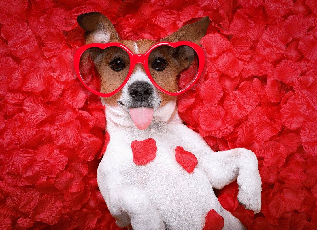 Unleashing Love: Celebrating the Unconditional Bond with Our Dogs this Valentine's Day - NutriPaw