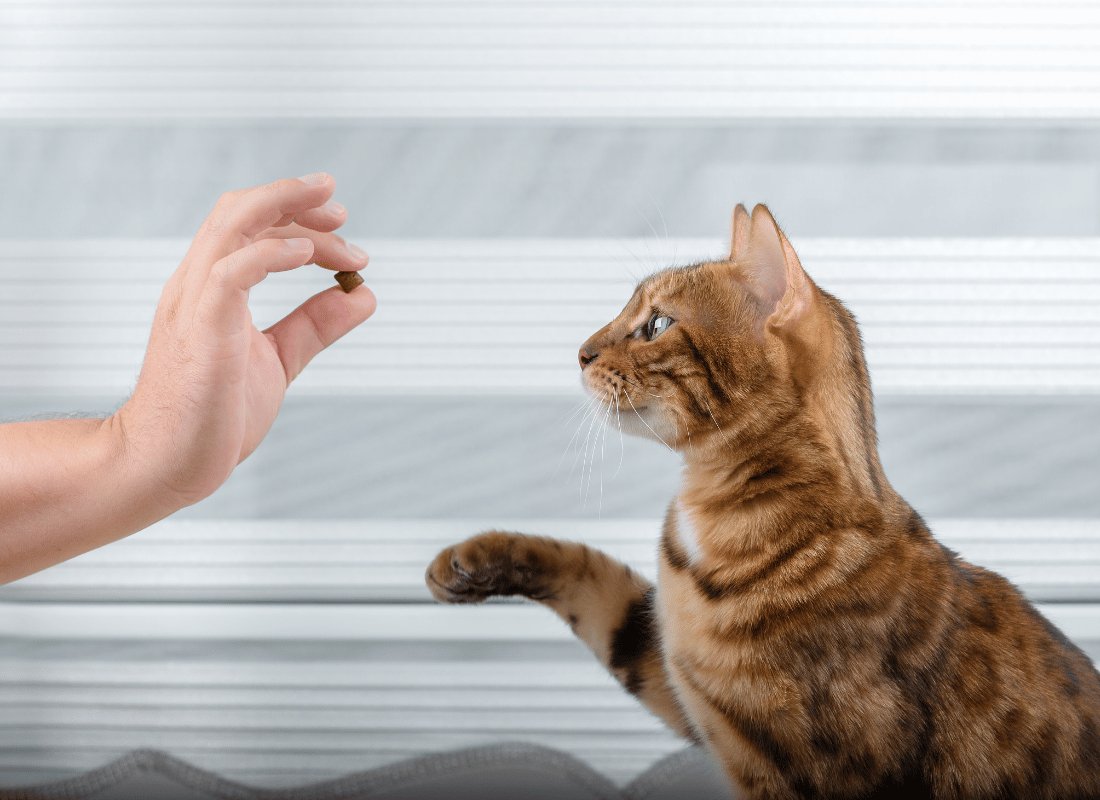 Unveiling the Truth About Training Your Cat - NutriPaw