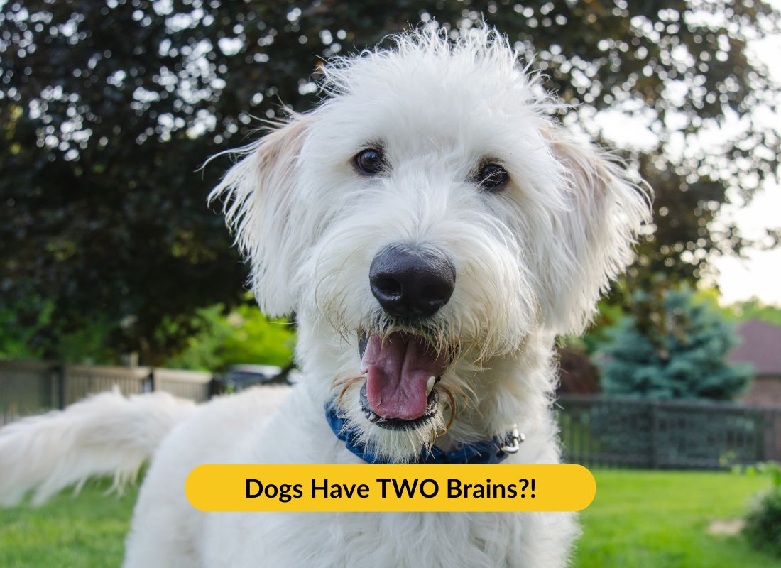 Wait… Dogs Have TWO Brains?! - NutriPaw