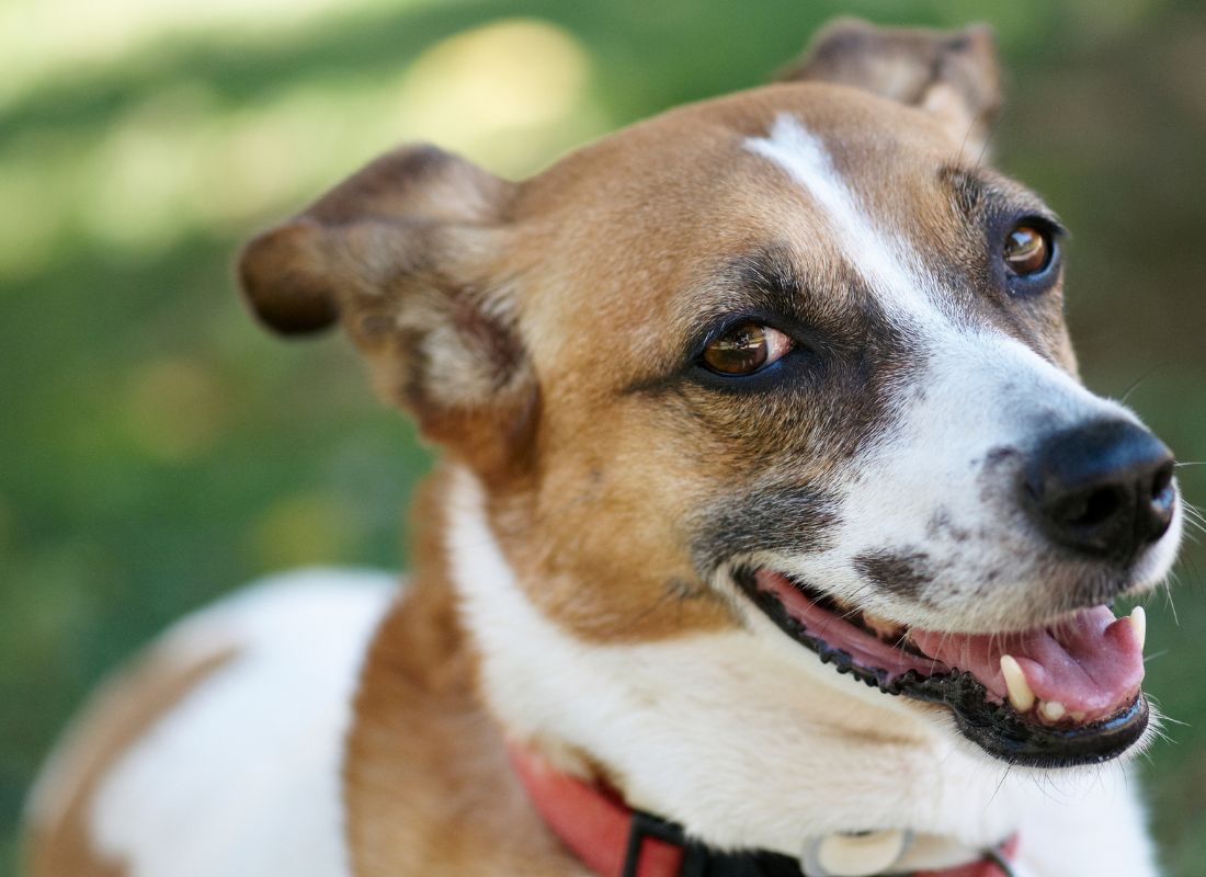 Want the Secret to a Longer, Happier Life for Your Dog? - NutriPaw
