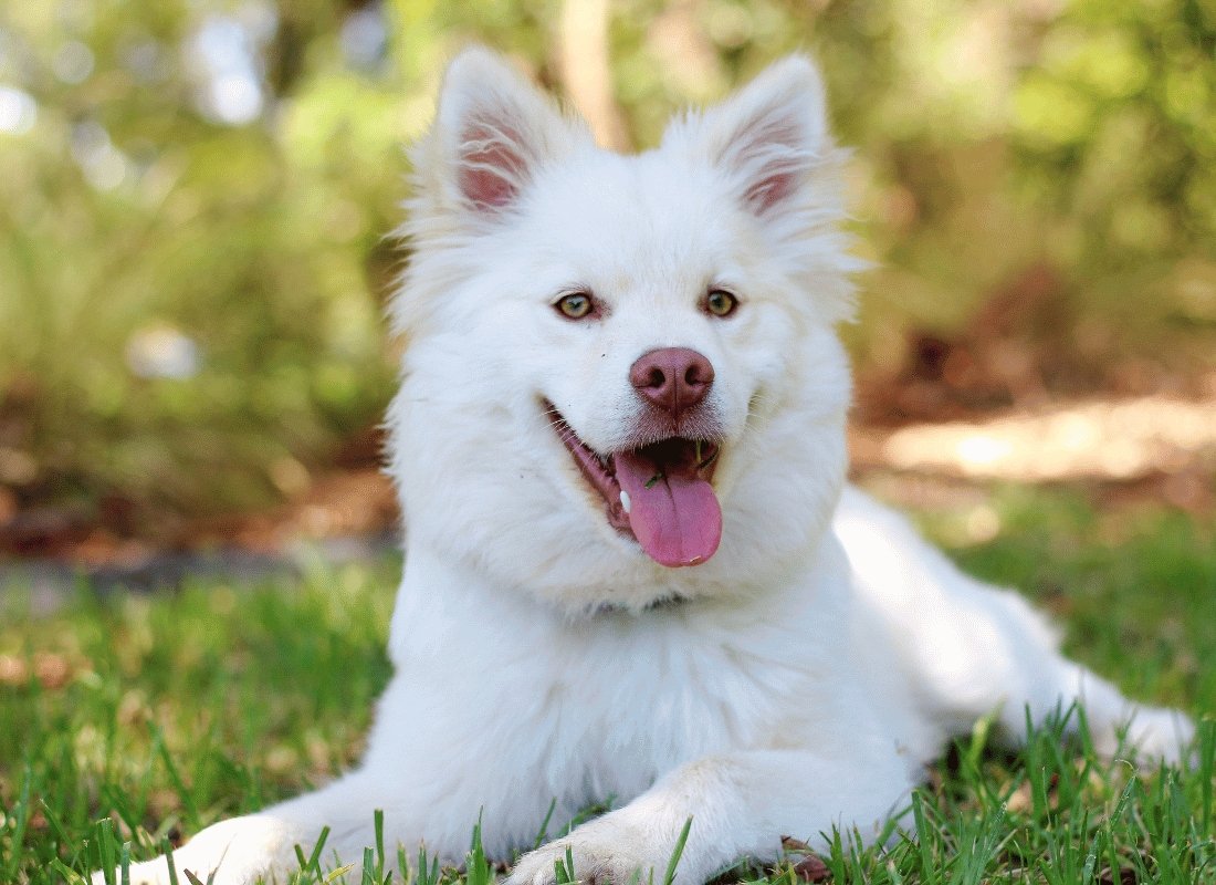 What Are Common Health Issues in Dogs and How Can I Prevent Them? - NutriPaw