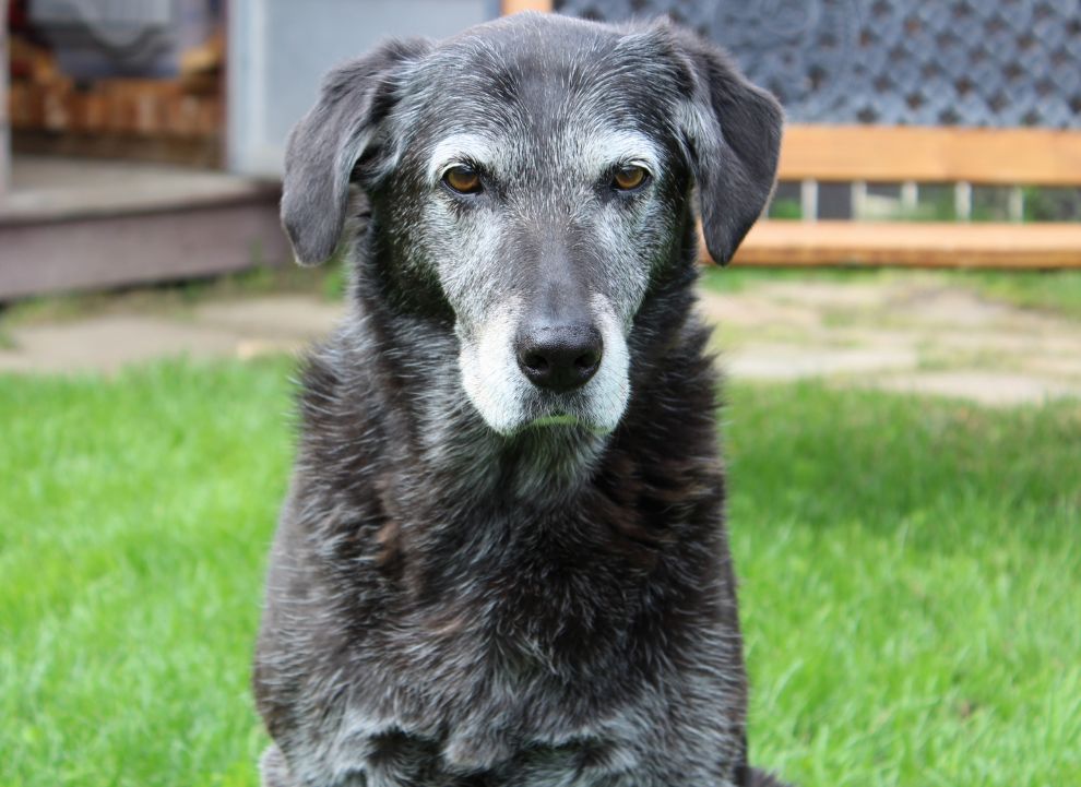 What I Wish I Knew Before My Dog Got Older - NutriPaw