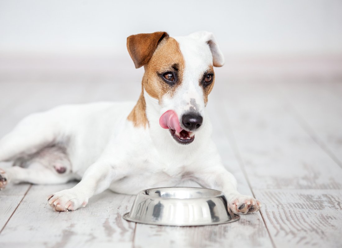 What is the Best Food for My Dog? - NutriPaw