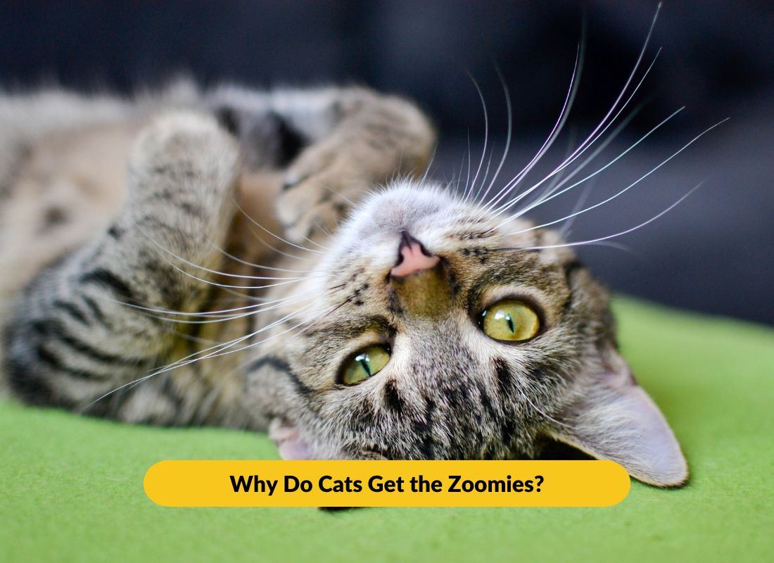 Why Do Cats Get the Zoomies? - NutriPaw