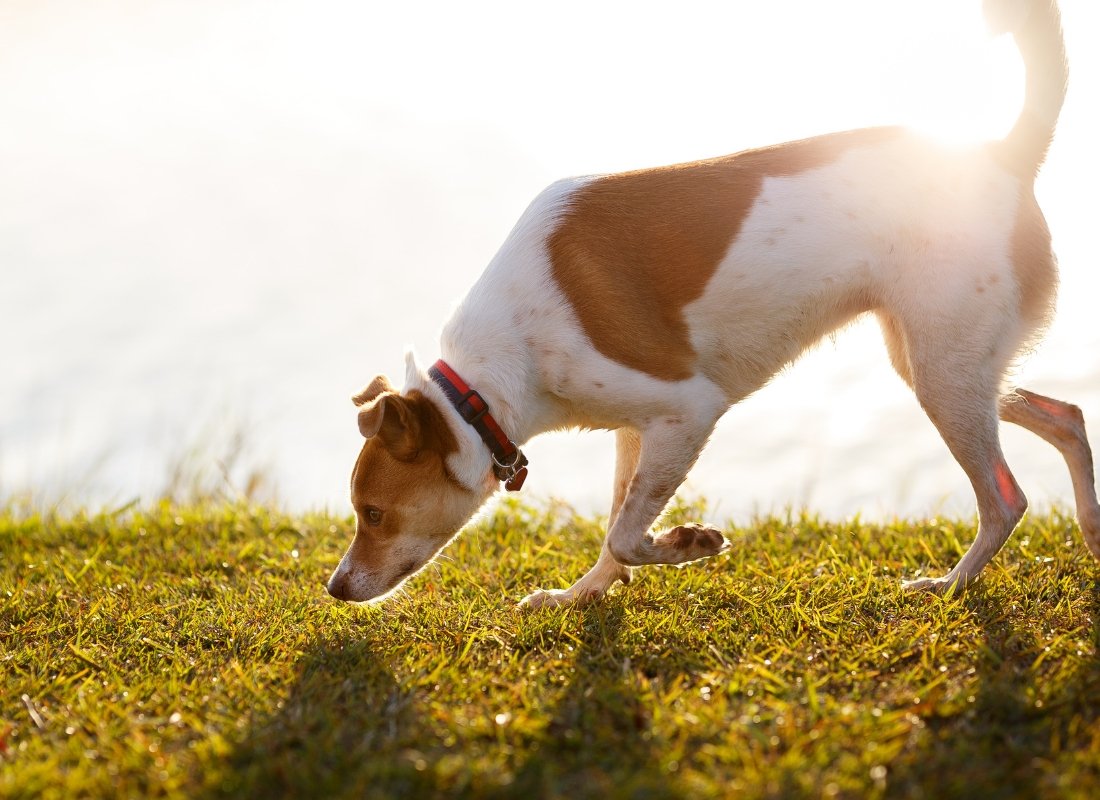 Why Do Dogs Eat Poop and How to Stop it? - NutriPaw