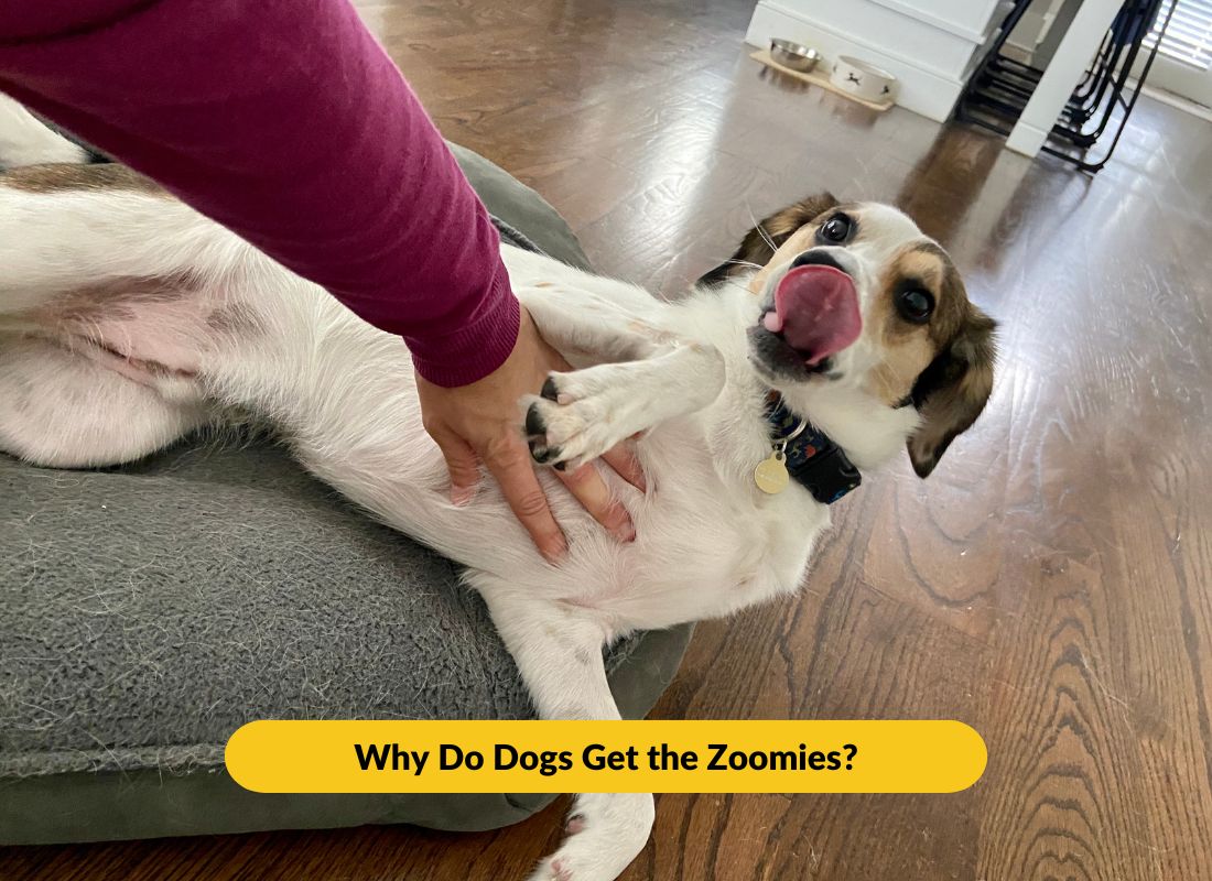 Why Do Dogs Get the Zoomies? - NutriPaw