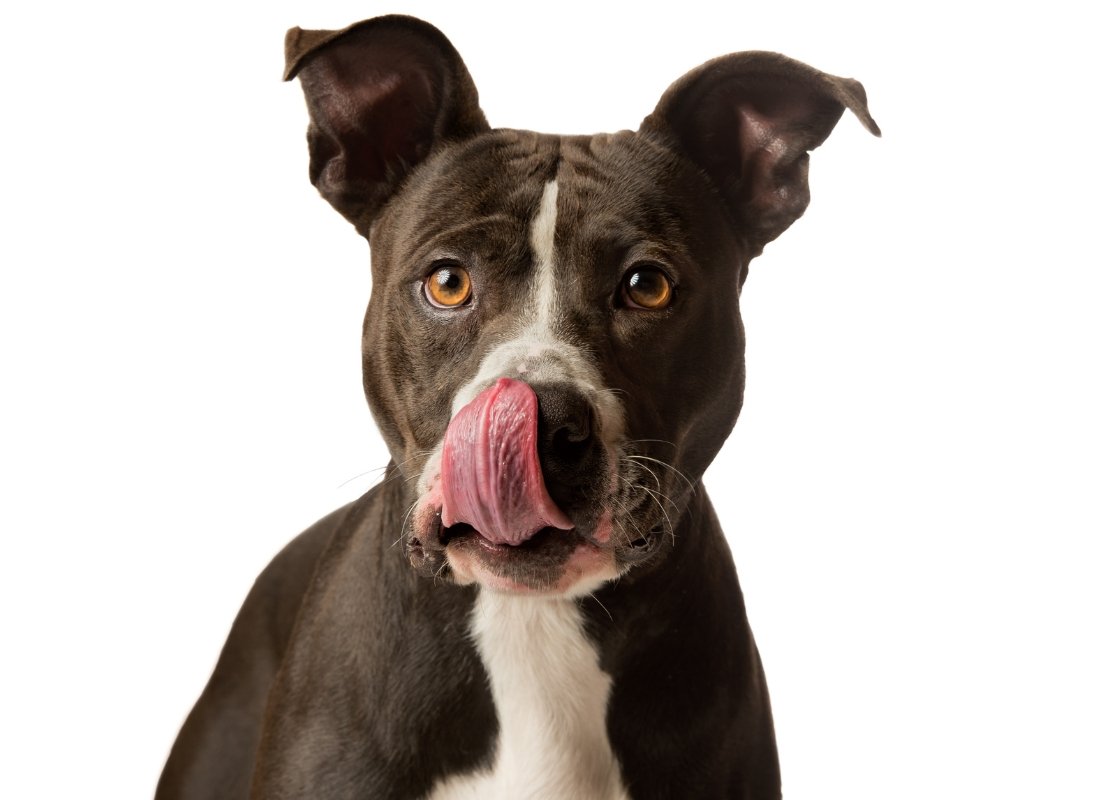 Why do Dogs Lick? - NutriPaw