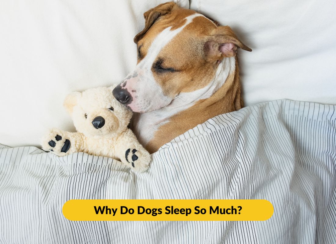 Why Do Dogs Sleep So Much? - NutriPaw