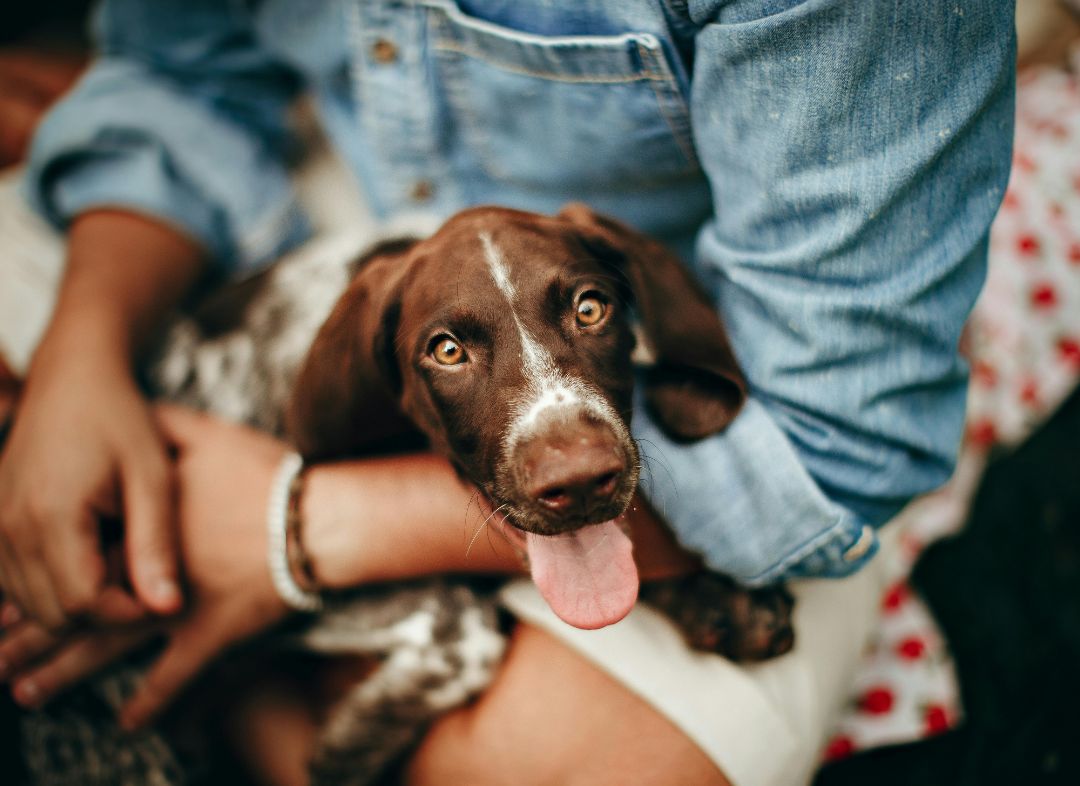 Why Do Dogs Sniff Crotches? - NutriPaw