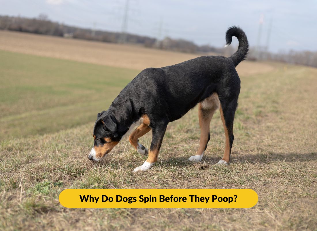 Why Do Dogs Spin Before They Poop? - NutriPaw