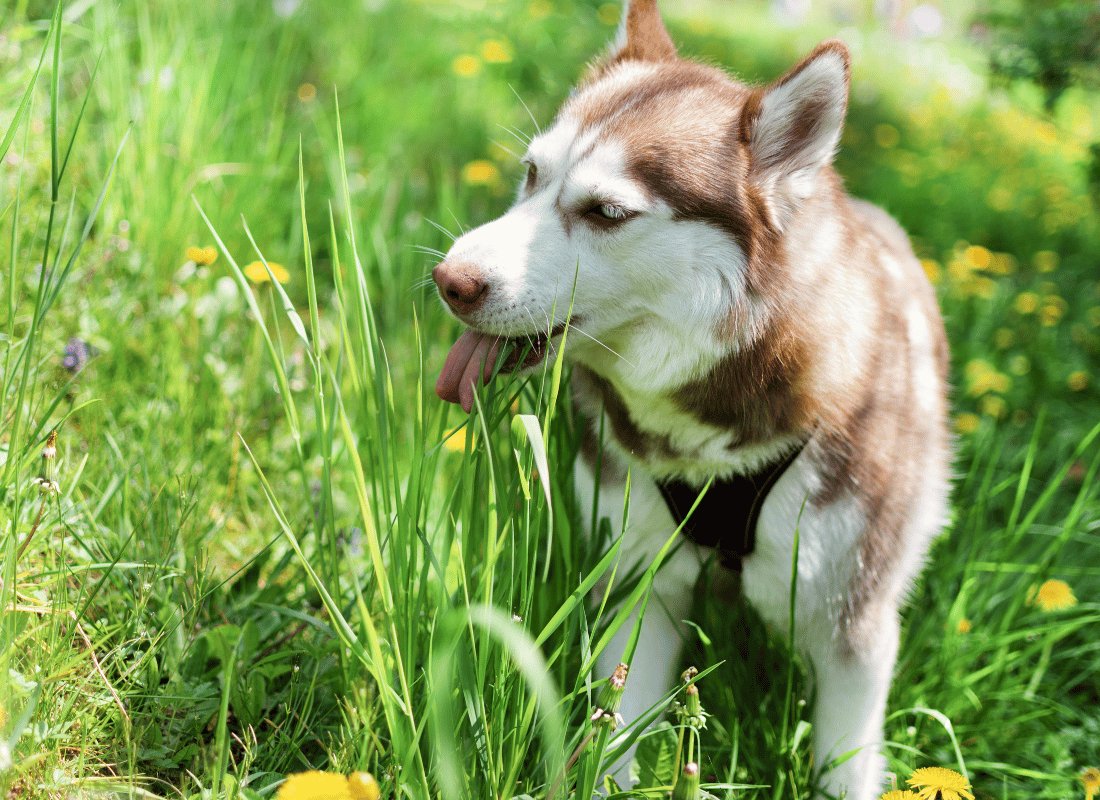 Why does my dog eat grass? - NutriPaw