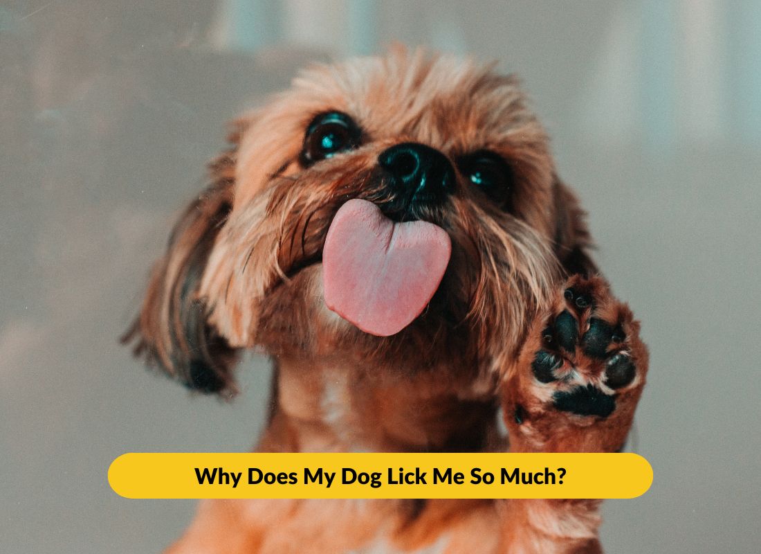 Why Does My Dog Lick Me So Much? - NutriPaw