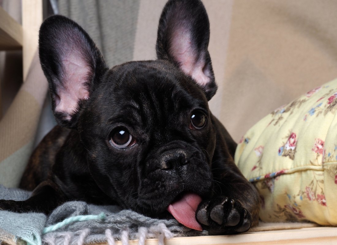 Why Does My Dog Lick Their Paws? - NutriPaw