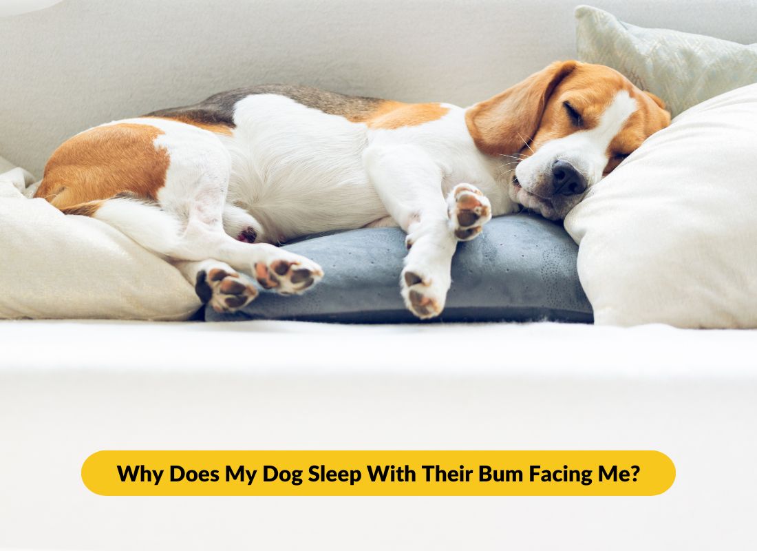 Why Does My Dog Sleep With Their Bum Facing Me? - NutriPaw